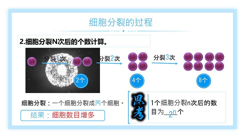 初中  生物  人教版（2024）  七年级上册（2024） 第一节 细胞通过分裂产生新细胞 课件第8页