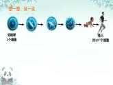 初中  生物  人教版（2024）  七年级上册（2024） 第一节 细胞通过分裂产生新细胞 课件