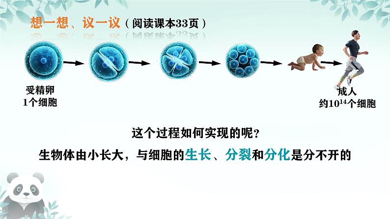 初中  生物  人教版（2024）  七年级上册（2024） 第一节 细胞通过分裂产生新细胞 课件第5页