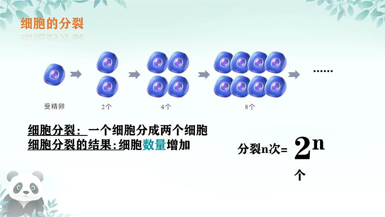 初中  生物  人教版（2024）  七年级上册（2024） 第一节 细胞通过分裂产生新细胞 课件第8页