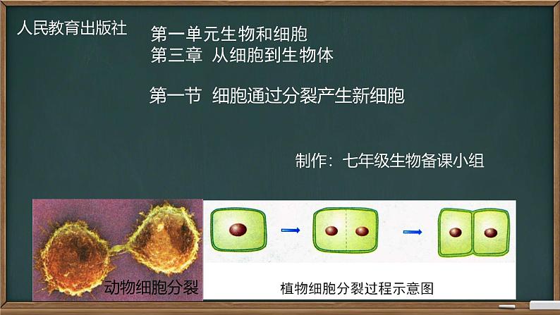 初中  生物  人教版（2024）  七年级上册（2024） 第一节 细胞通过分裂产生新细胞 课件第1页