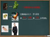 初中  生物  人教版（2024）  七年级上册（2024） 第一节 细胞通过分裂产生新细胞 课件