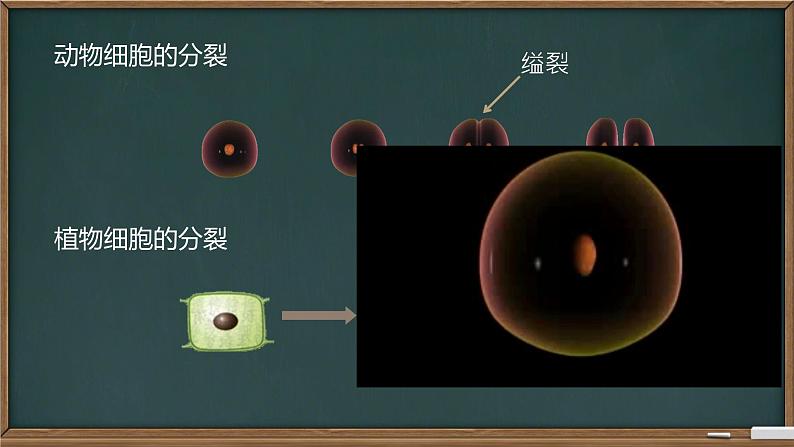 初中  生物  人教版（2024）  七年级上册（2024） 第一节 细胞通过分裂产生新细胞 课件第7页