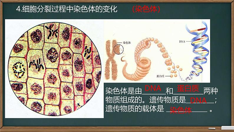 初中  生物  人教版（2024）  七年级上册（2024） 第一节 细胞通过分裂产生新细胞 课件第8页