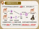 初中  生物  人教版（2024）  七年级上册（2024） 第一节 细胞通过分裂产生新细胞 课件