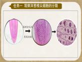 初中  生物  人教版（2024）  七年级上册（2024） 第一节 细胞通过分裂产生新细胞 课件