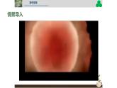 初中  生物  人教版（2024）  七年级上册（2024） 第一节 细胞通过分裂产生新细胞 课件