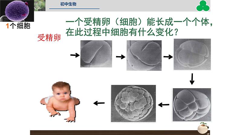 初中  生物  人教版（2024）  七年级上册（2024） 第一节 细胞通过分裂产生新细胞 课件第2页