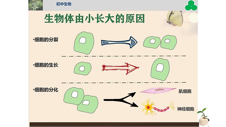 初中  生物  人教版（2024）  七年级上册（2024） 第一节 细胞通过分裂产生新细胞 课件第3页