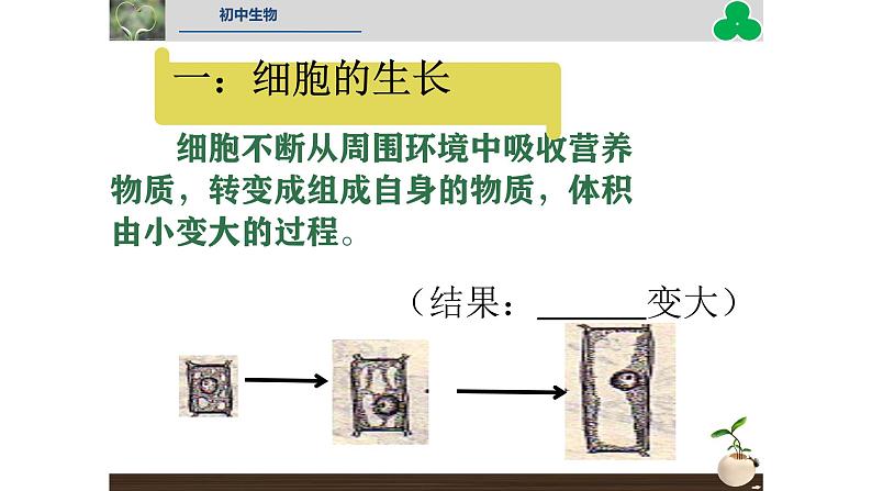 初中  生物  人教版（2024）  七年级上册（2024） 第一节 细胞通过分裂产生新细胞 课件第6页