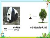 初中  生物  人教版（2024）  七年级上册（2024） 第一节 细胞通过分裂产生新细胞 课件