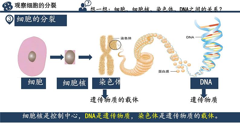 初中  生物  人教版（2024）  七年级上册（2024） 第一节 细胞通过分裂产生新细胞 课件第8页