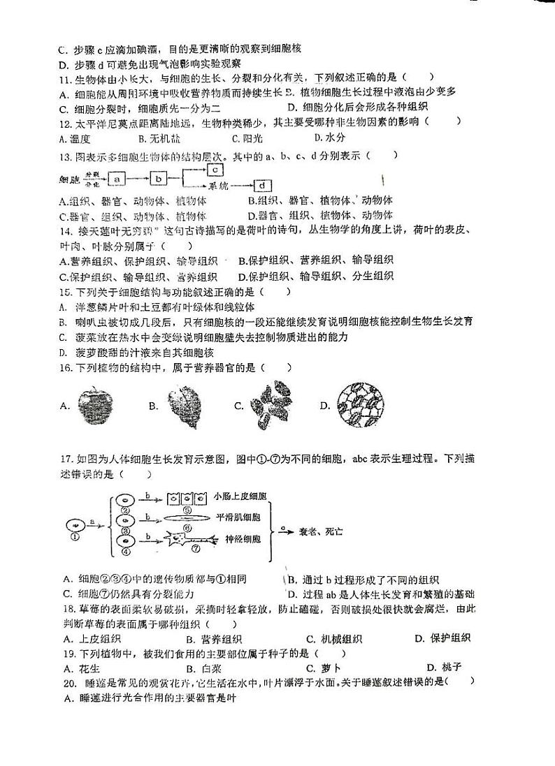 江苏省徐州市沛县五中联盟学区2024-2025学年七年级上学期12月月考生物试题第2页