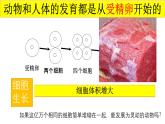 初中  生物  人教版（2024）  七年级上册（2024）  第二节 动物体的结构层次 课件