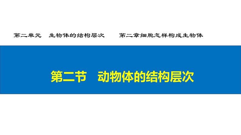 初中  生物  人教版（2024）  七年级上册（2024）  第二节 动物体的结构层次 课件第2页