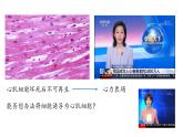 初中  生物  人教版（2024）  七年级上册（2024）  第二节 动物体的结构层次 课件