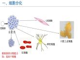 初中  生物  人教版（2024）  七年级上册（2024）  第二节 动物体的结构层次 课件