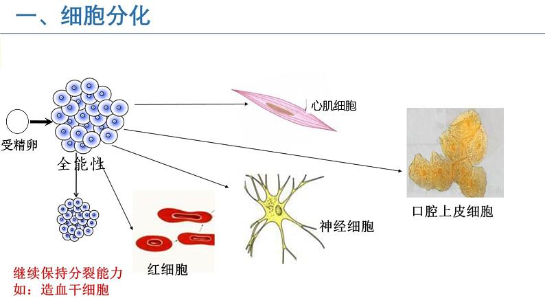 初中  生物  人教版（2024）  七年级上册（2024）  第二节 动物体的结构层次 课件第5页