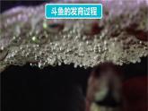 初中  生物  人教版（2024）  七年级上册（2024）  第二节 动物体的结构层次 课件