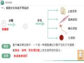 初中  生物  人教版（2024）  七年级上册（2024）  第二节 动物体的结构层次 课件