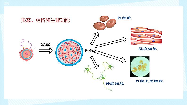 初中  生物  人教版（2024）  七年级上册（2024）  第二节 动物体的结构层次 课件第7页