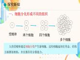 初中  生物  人教版（2024）  七年级上册（2024）  第二节 动物体的结构层次 课件