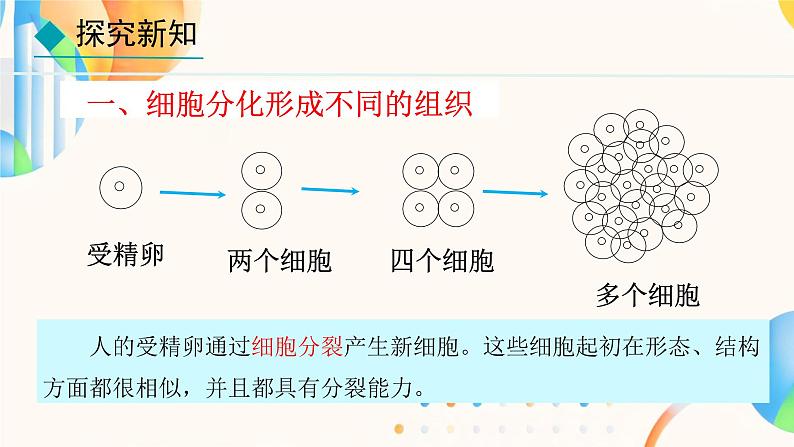 初中  生物  人教版（2024）  七年级上册（2024）  第二节 动物体的结构层次 课件第4页