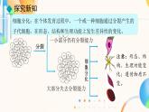 初中  生物  人教版（2024）  七年级上册（2024）  第二节 动物体的结构层次 课件