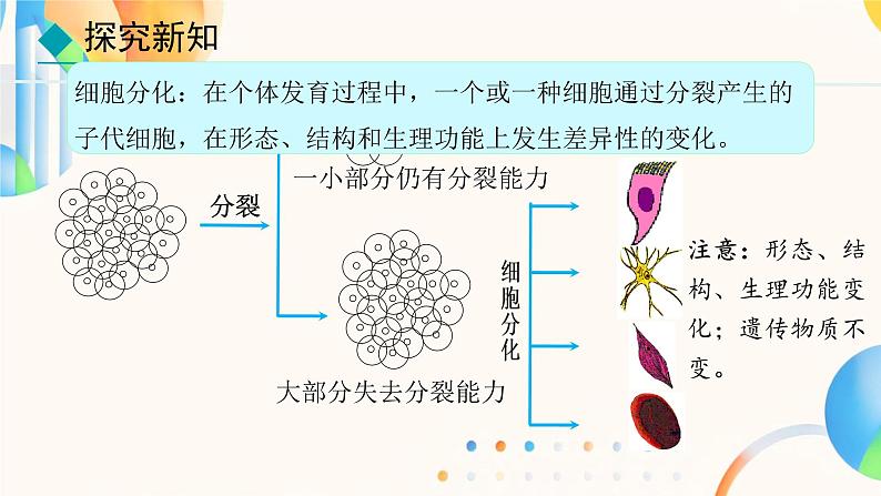 初中  生物  人教版（2024）  七年级上册（2024）  第二节 动物体的结构层次 课件第5页