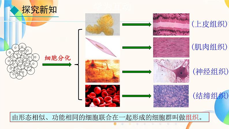 初中  生物  人教版（2024）  七年级上册（2024）  第二节 动物体的结构层次 课件第6页