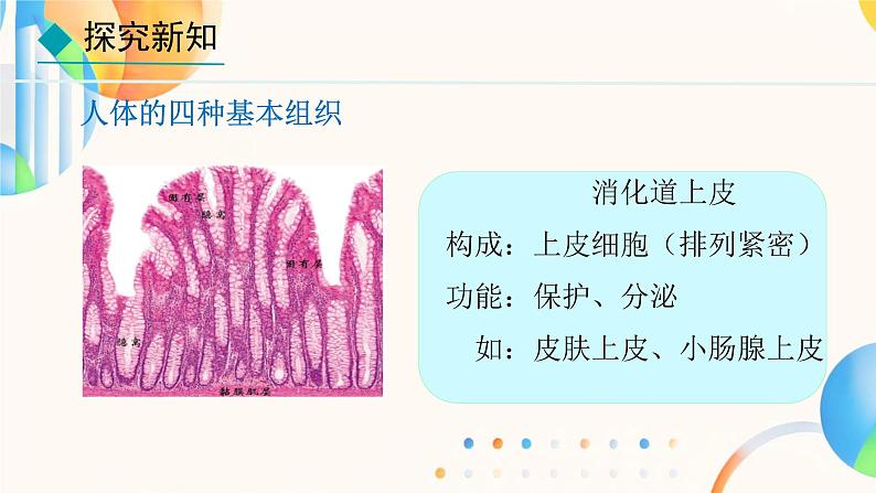 初中  生物  人教版（2024）  七年级上册（2024）  第二节 动物体的结构层次 课件第7页