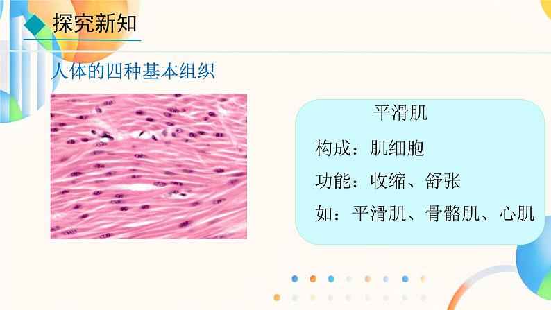 初中  生物  人教版（2024）  七年级上册（2024）  第二节 动物体的结构层次 课件第8页