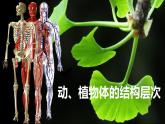 初中  生物  人教版（2024）  七年级上册（2024）  第二节 动物体的结构层次 课件