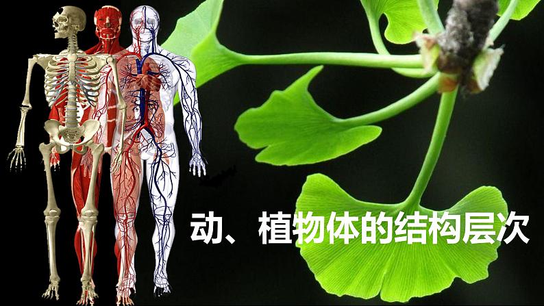 初中  生物  人教版（2024）  七年级上册（2024）  第二节 动物体的结构层次 课件第1页