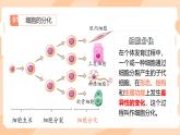 初中  生物  人教版（2024）  七年级上册（2024）  第二节 动物体的结构层次 课件