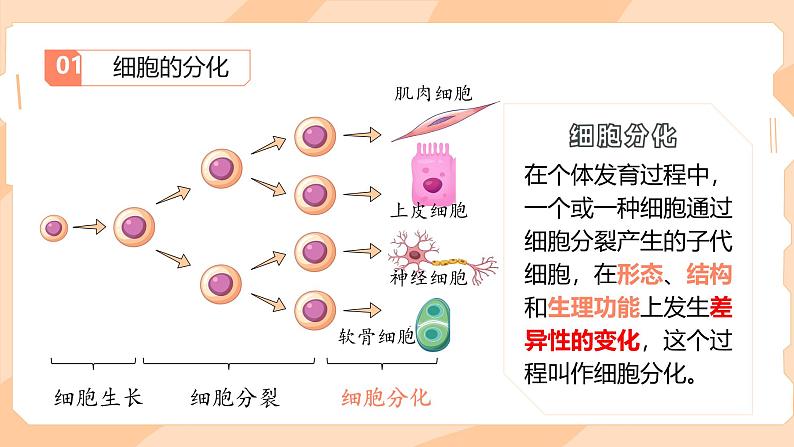 初中  生物  人教版（2024）  七年级上册（2024）  第二节 动物体的结构层次 课件第2页