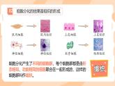初中  生物  人教版（2024）  七年级上册（2024）  第二节 动物体的结构层次 课件