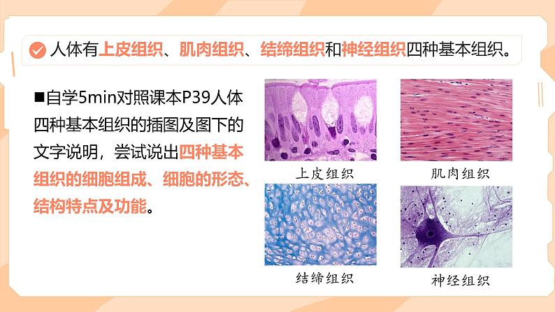 初中  生物  人教版（2024）  七年级上册（2024）  第二节 动物体的结构层次 课件第5页