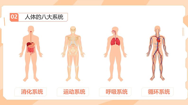 初中  生物  人教版（2024）  七年级上册（2024）  第二节 动物体的结构层次 课件第8页