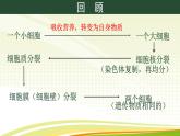 初中  生物  人教版（2024）  七年级上册（2024）  第二节 动物体的结构层次 课件