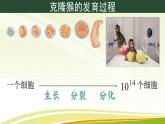 初中  生物  人教版（2024）  七年级上册（2024）  第二节 动物体的结构层次 课件