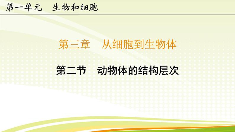 初中  生物  人教版（2024）  七年级上册（2024）  第二节 动物体的结构层次 课件第3页