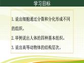 初中  生物  人教版（2024）  七年级上册（2024）  第二节 动物体的结构层次 课件