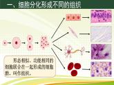 初中  生物  人教版（2024）  七年级上册（2024）  第二节 动物体的结构层次 课件