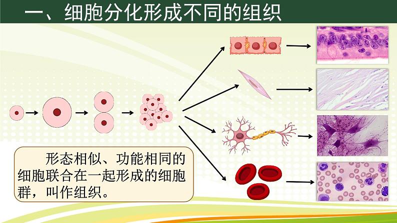 初中  生物  人教版（2024）  七年级上册（2024）  第二节 动物体的结构层次 课件第5页