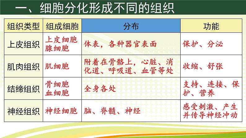 初中  生物  人教版（2024）  七年级上册（2024）  第二节 动物体的结构层次 课件第6页