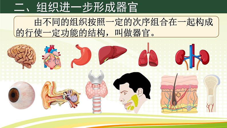 初中  生物  人教版（2024）  七年级上册（2024）  第二节 动物体的结构层次 课件第7页