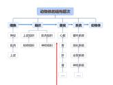 初中  生物  人教版（2024）  七年级上册（2024）  第二节 动物体的结构层次 课件