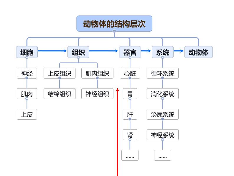 初中  生物  人教版（2024）  七年级上册（2024）  第二节 动物体的结构层次 课件第2页