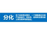 初中  生物  人教版（2024）  七年级上册（2024）  第二节 动物体的结构层次 课件